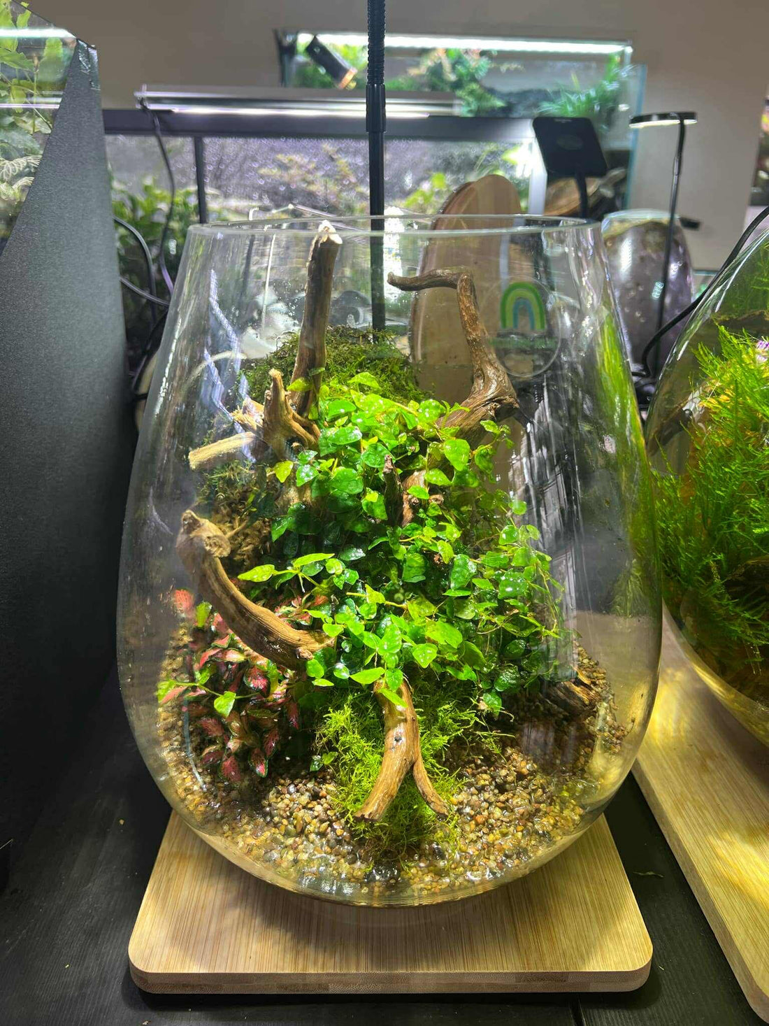 đ§ How to Maintain Humidity and Drainage Balance in Your Terrarium or Paludarium