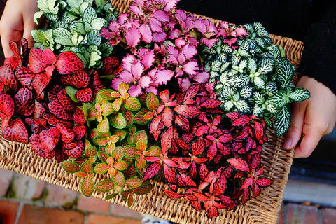 đż Top 10 Plants Perfect for Terrariums (And Why They Work)