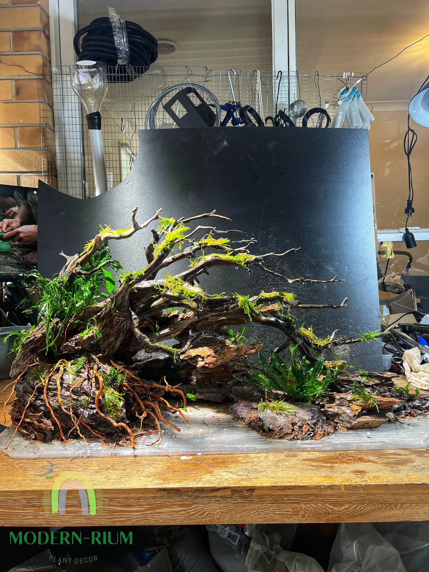 Purple dragon rock Ohko rock for Aquariums