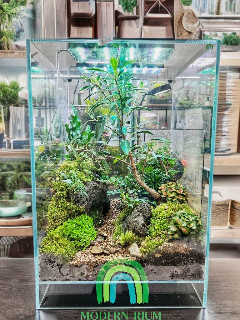 Verdant Heights – Forest Path Terrarium in Bioscape Cube