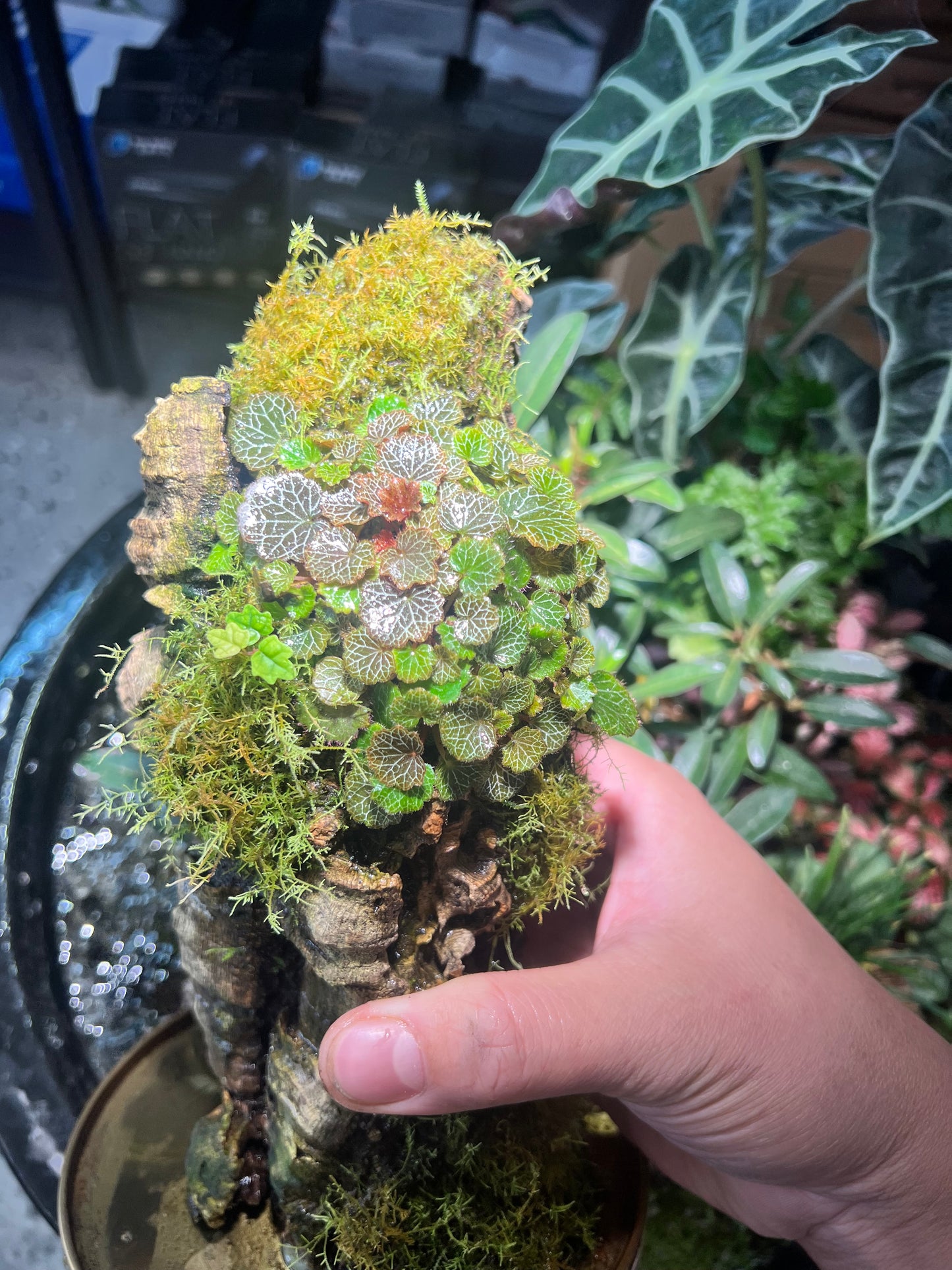 Micro Strawberry Begonia Saxifraga stolonifera “Yakushima”