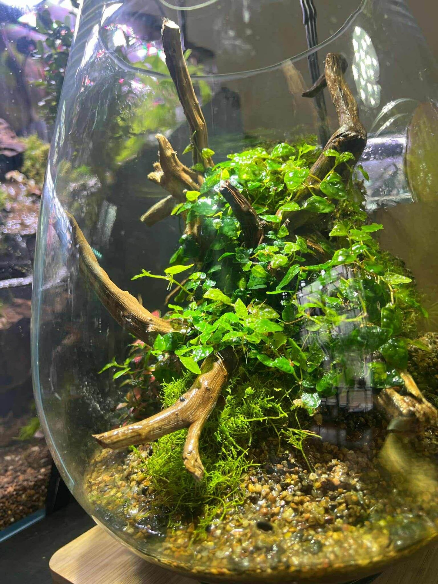 The Sylvan Crown Terrarium
