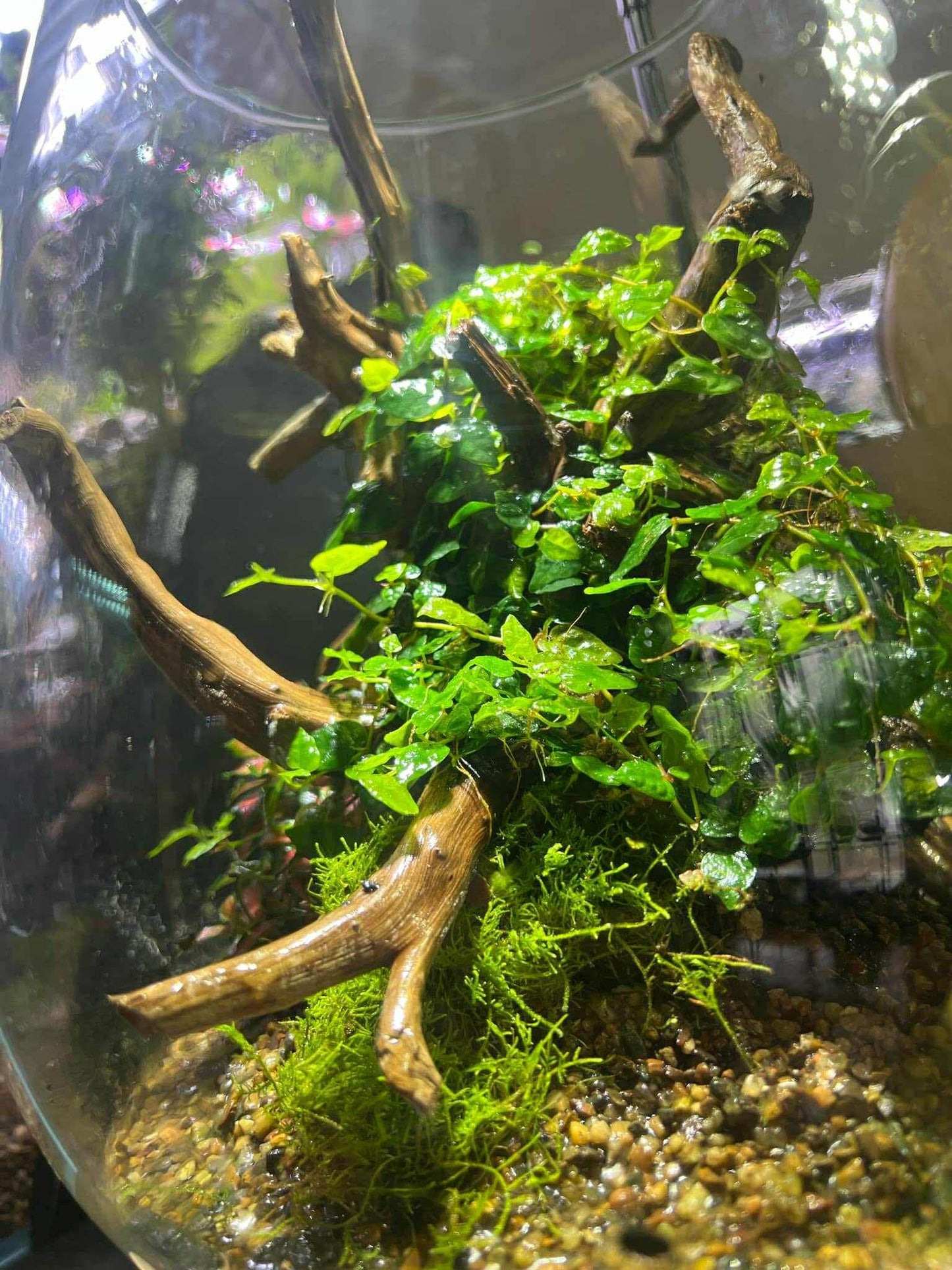 The Sylvan Crown Terrarium