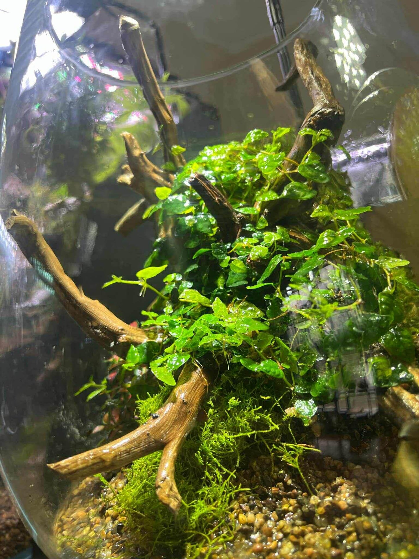The Sylvan Crown Terrarium