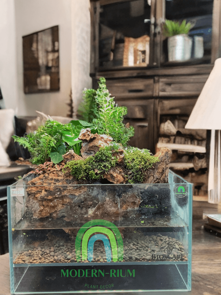 Forest Echo – Paludarium Inspired by Lush Woodland Layers