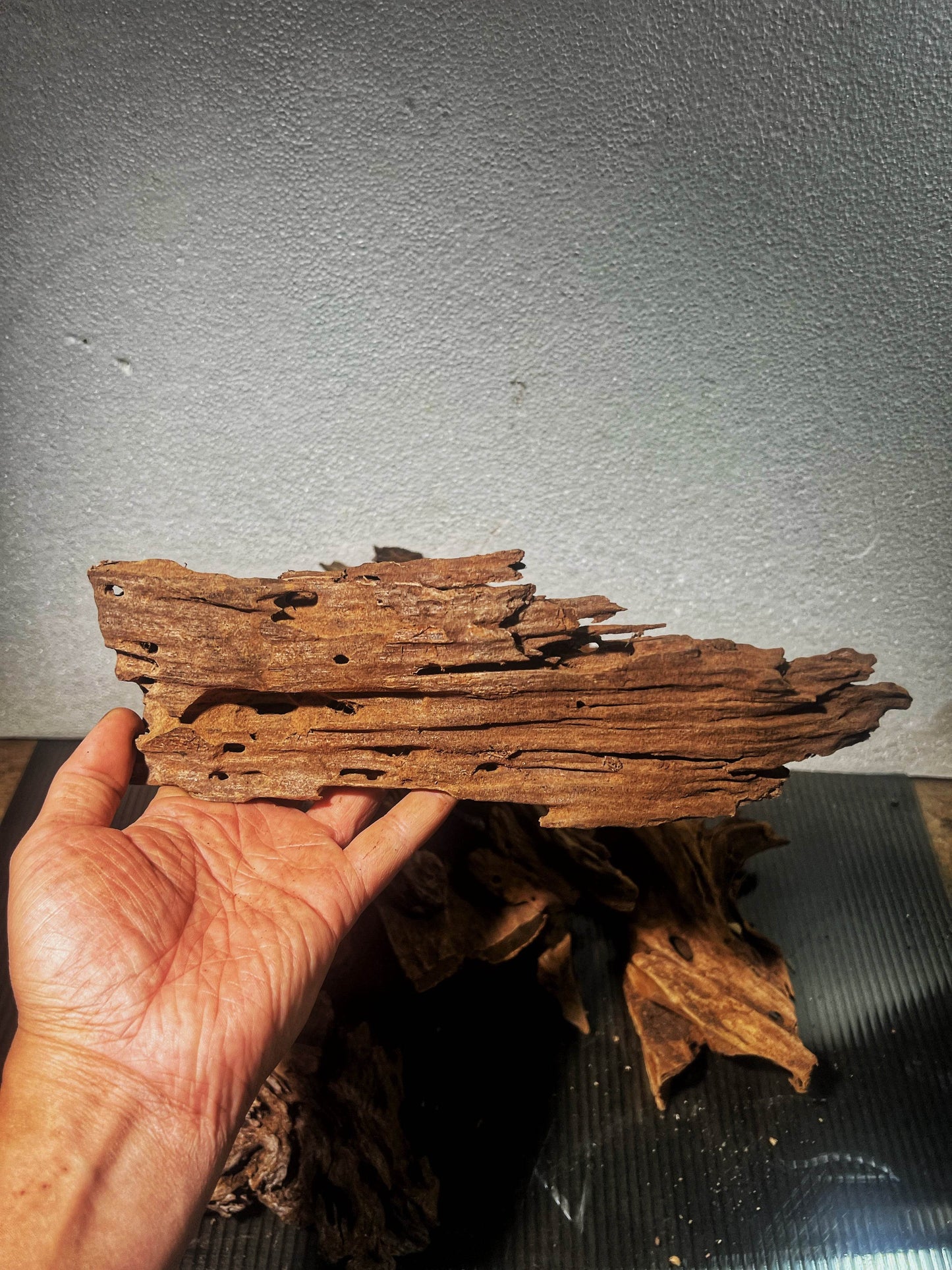 Malaysian drift wood size Small