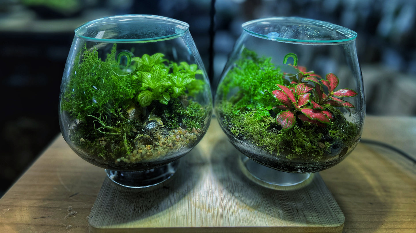 Crimson Moss Garden - EcoCourier Series - ready made terrarium Australia wide