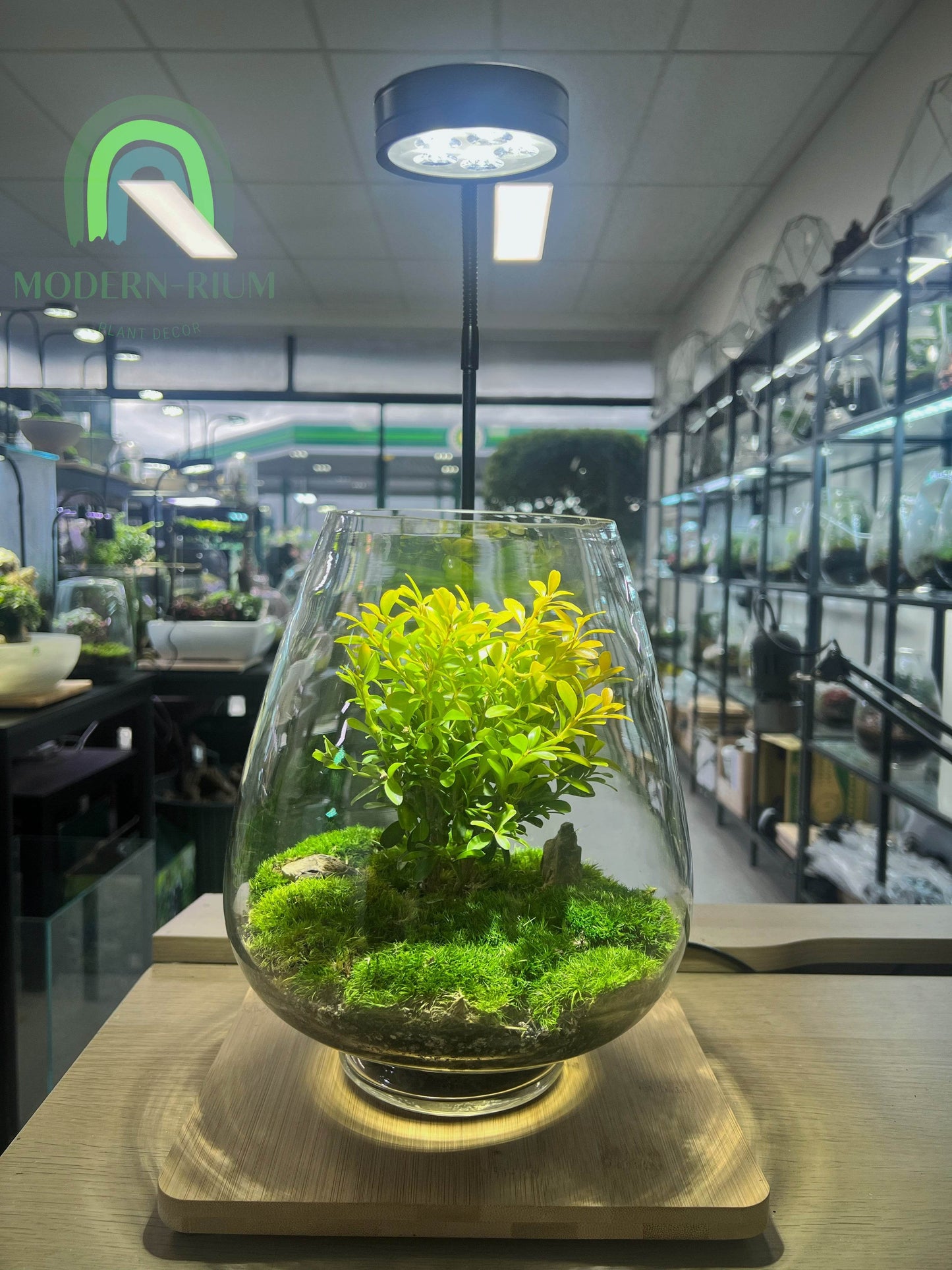 Hillspire - EcoCourier Series - Ready Made Terrarium