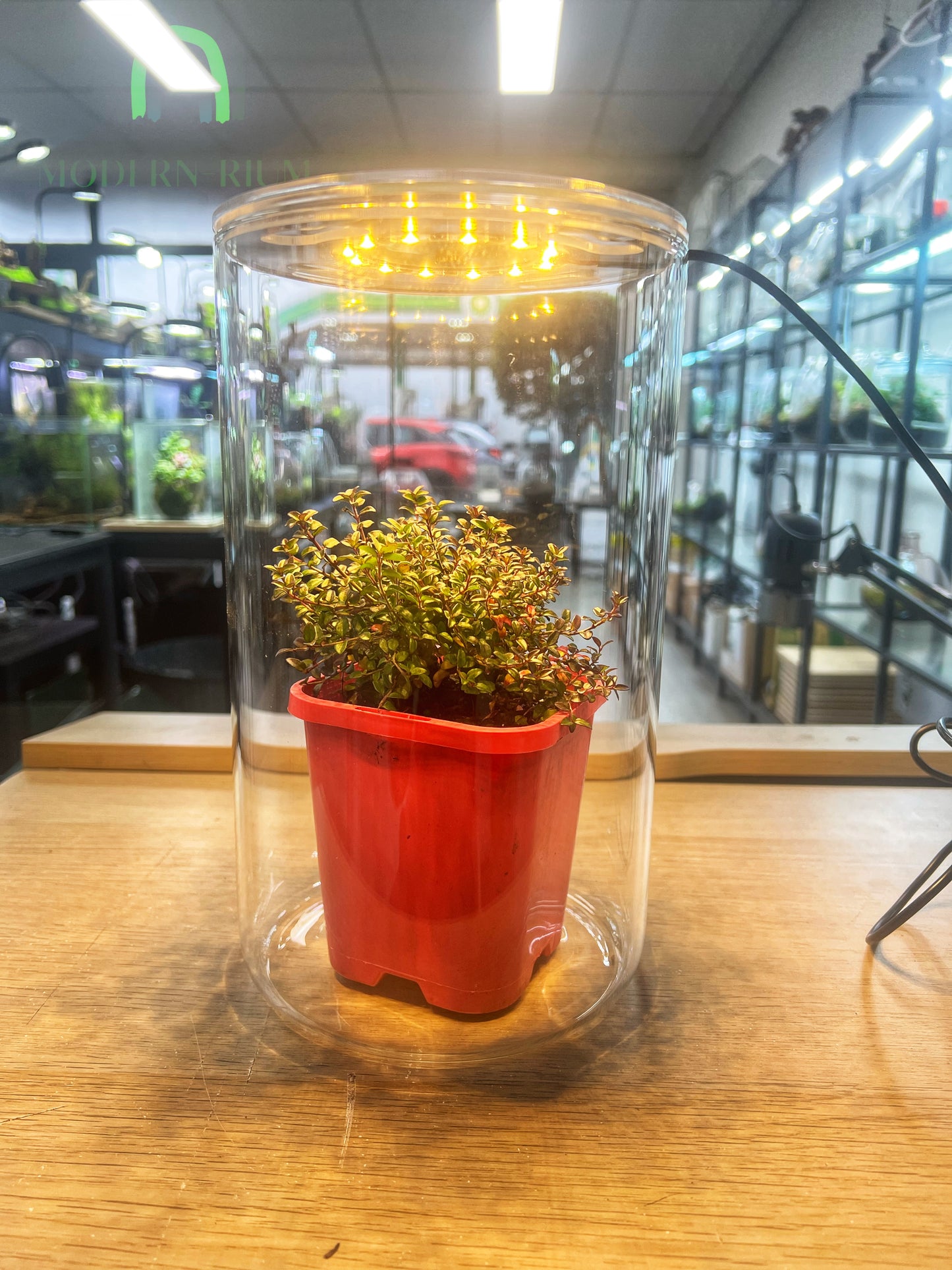 22x15cm cylinder with builtin lid grow light
