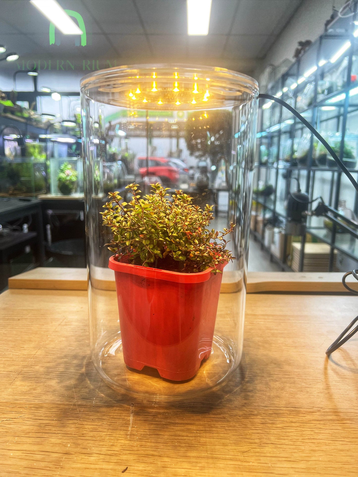 DIY Terrarium Kit 22x15cm cylinder with builtin lid grow light