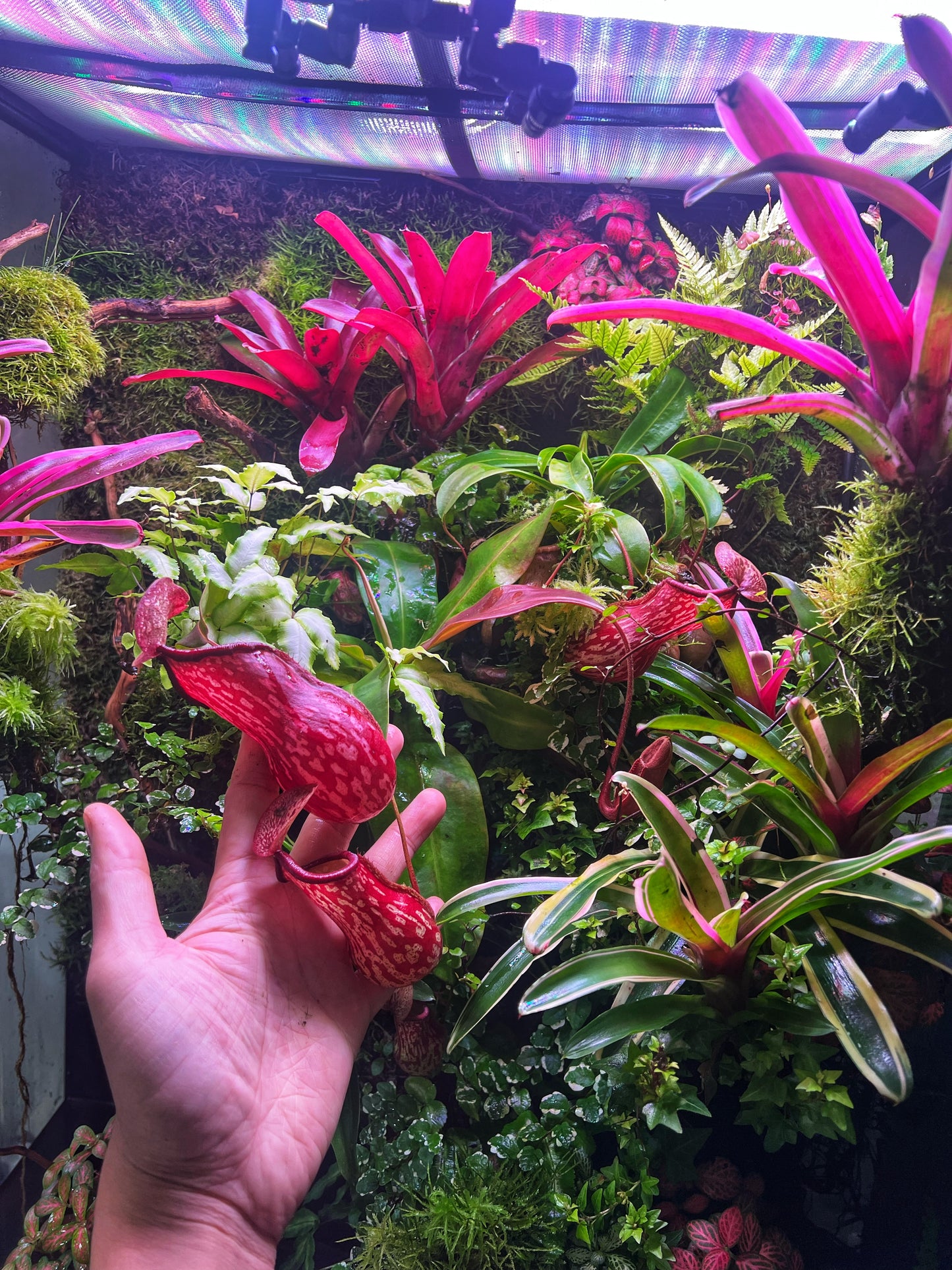 Nepenthes sp