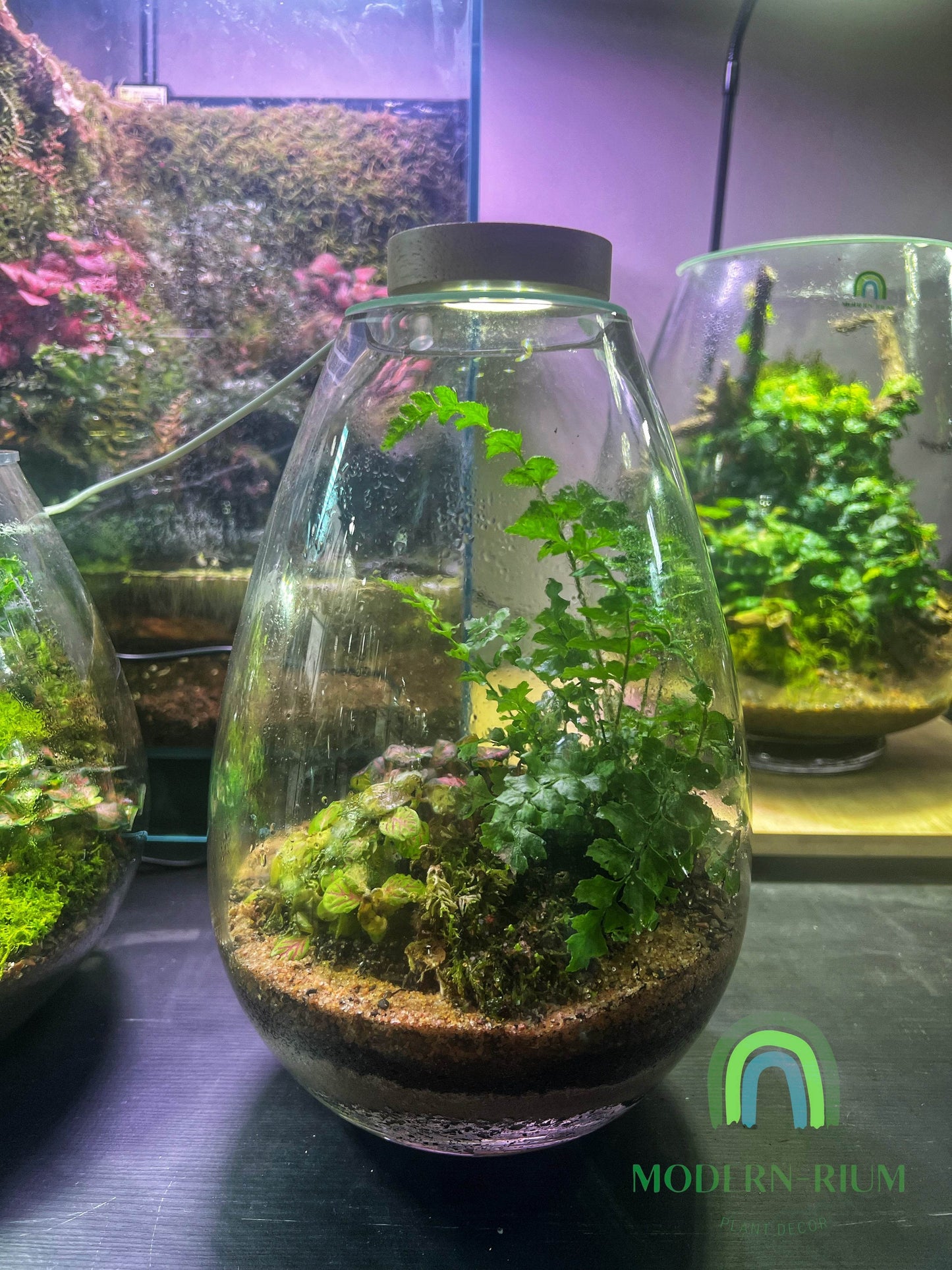 DIY Terrarium Kit 25x17cm Small Teardrop Terrarium Jar with Lid