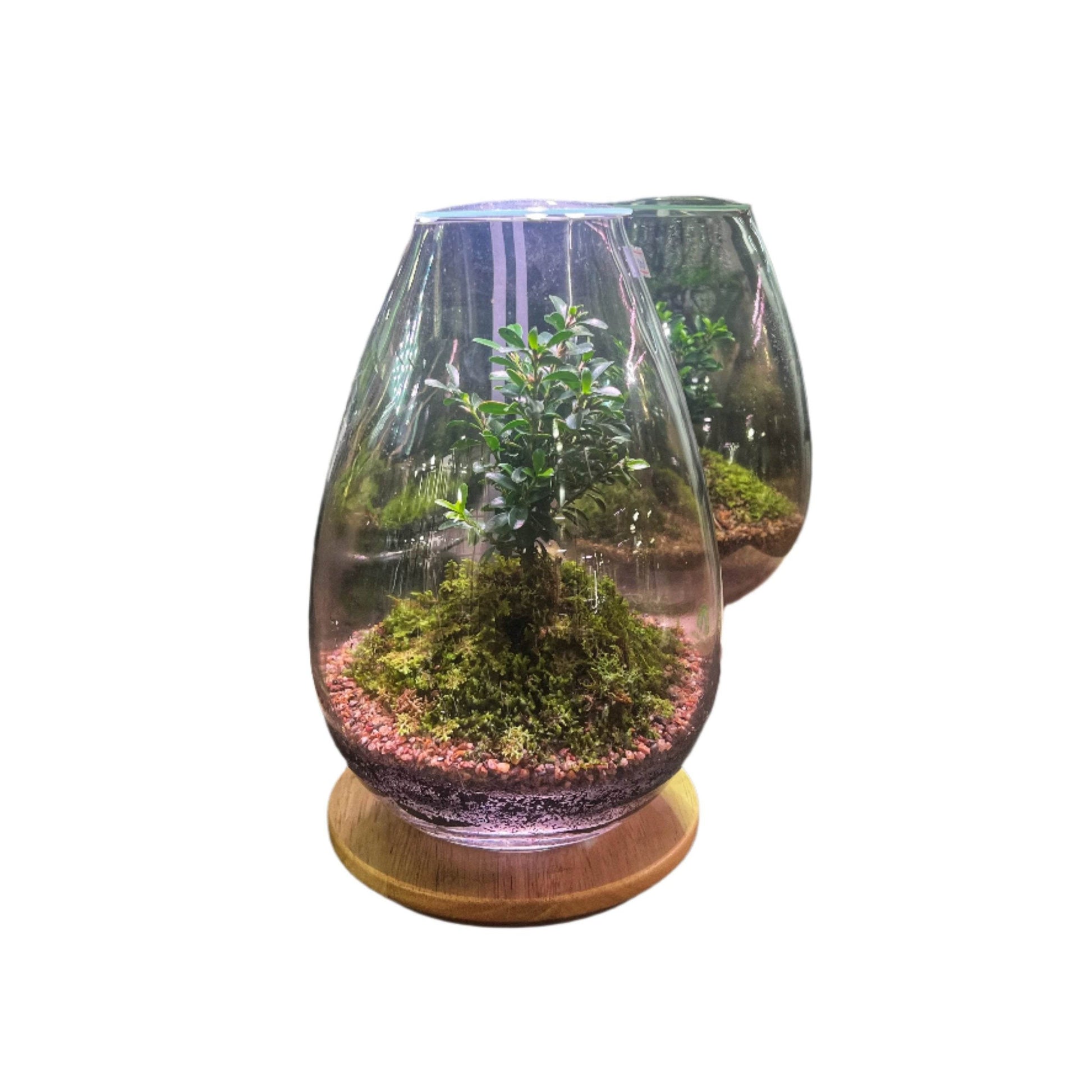 25x17cm Small Teardrop Terrarium Jar