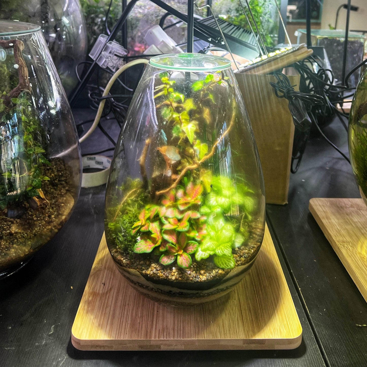 25x17cm Small Teardrop Terrarium Jar 3