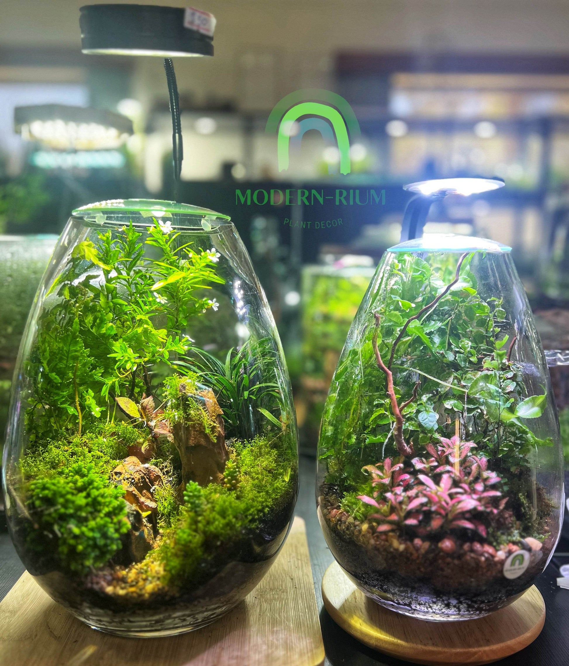 25x17cm Small Teardrop Terrarium Jar 4