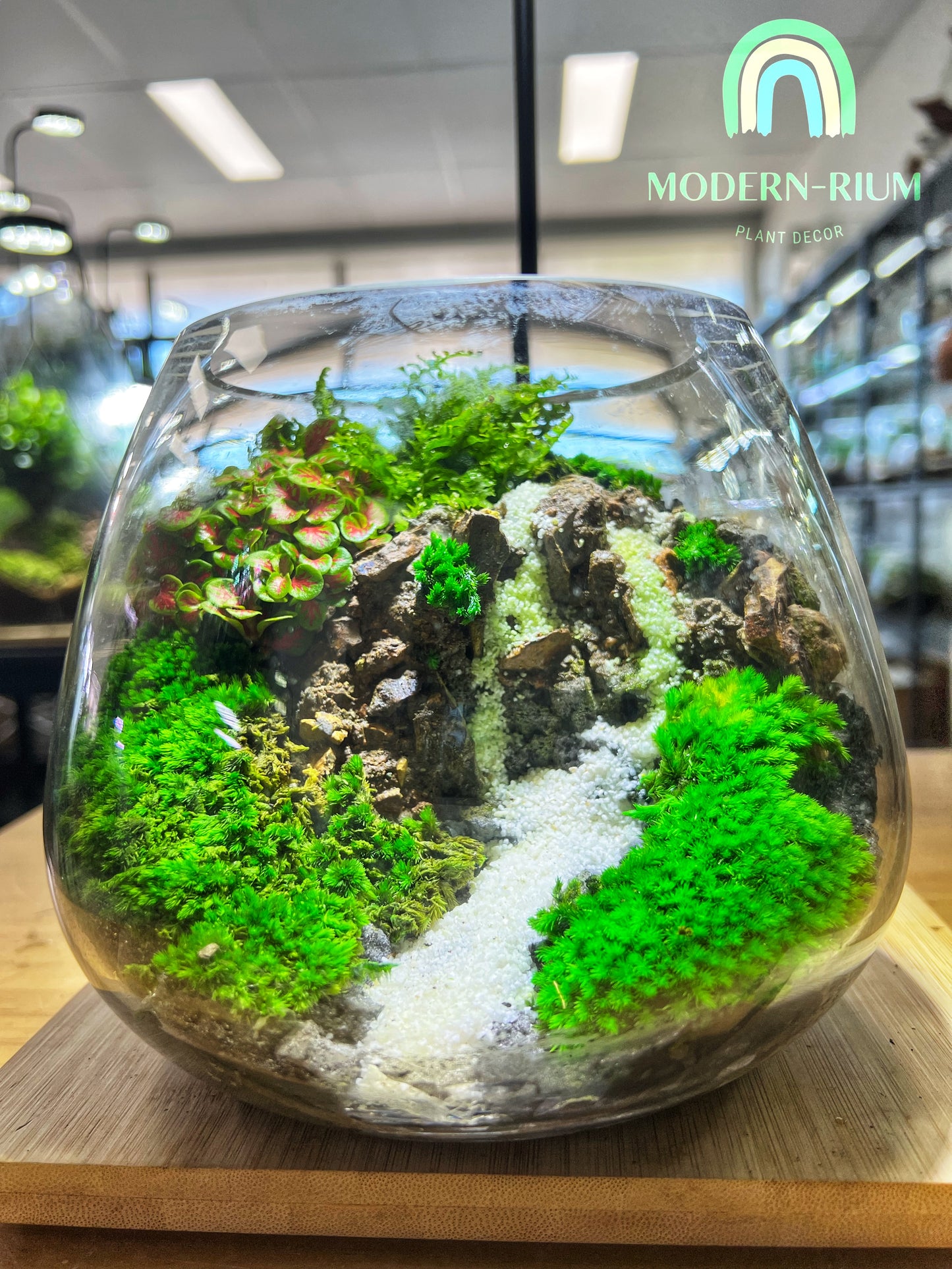 Ivory cascade - EcoCourier Series - ready made terrarium Australia wide