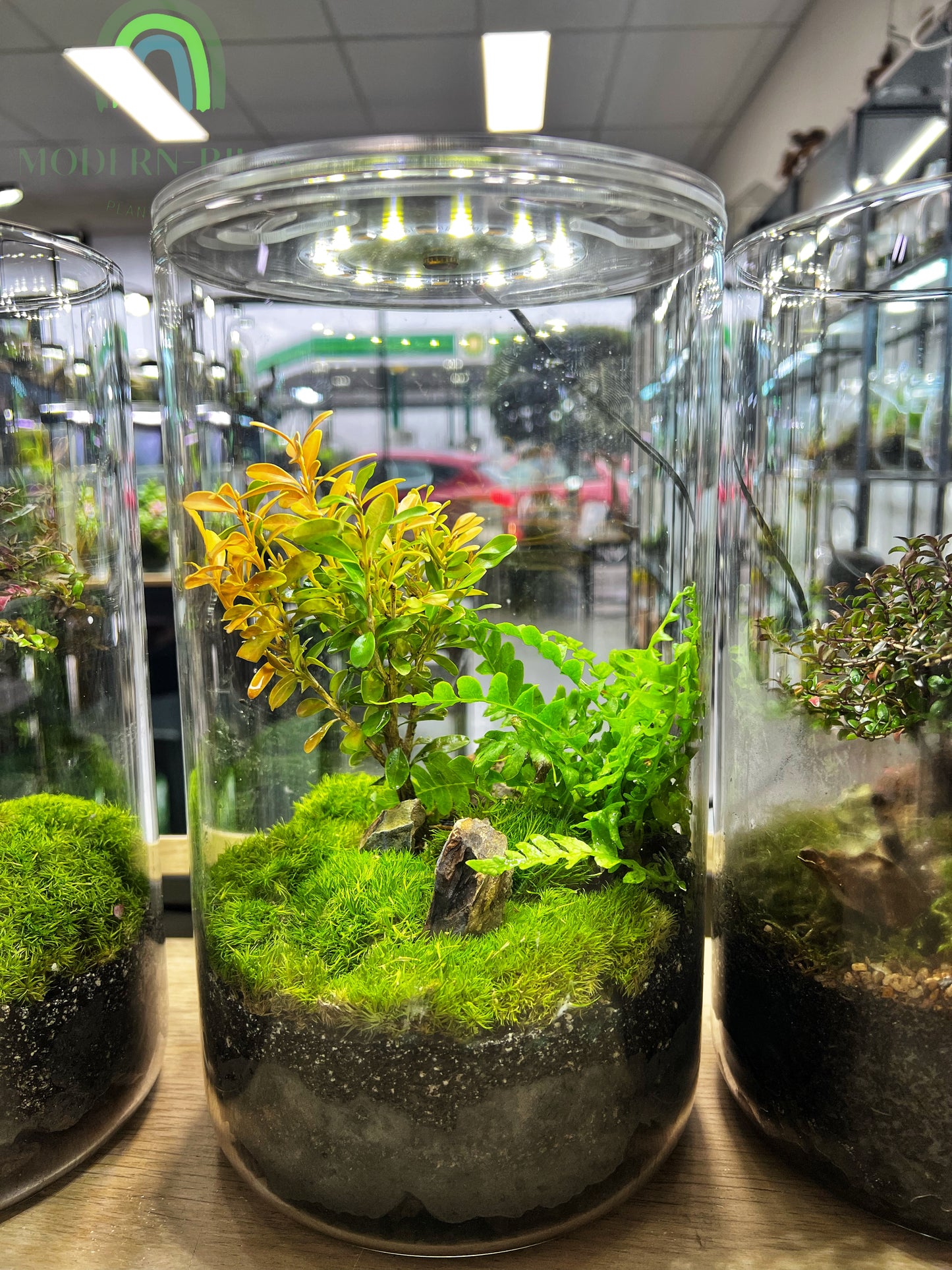 Sole Tree Bonsai with grow light - EcoCourier series - Ready made terrarium