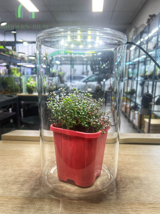 DIY Terrarium Kit 22x15cm cylinder with builtin lid grow light