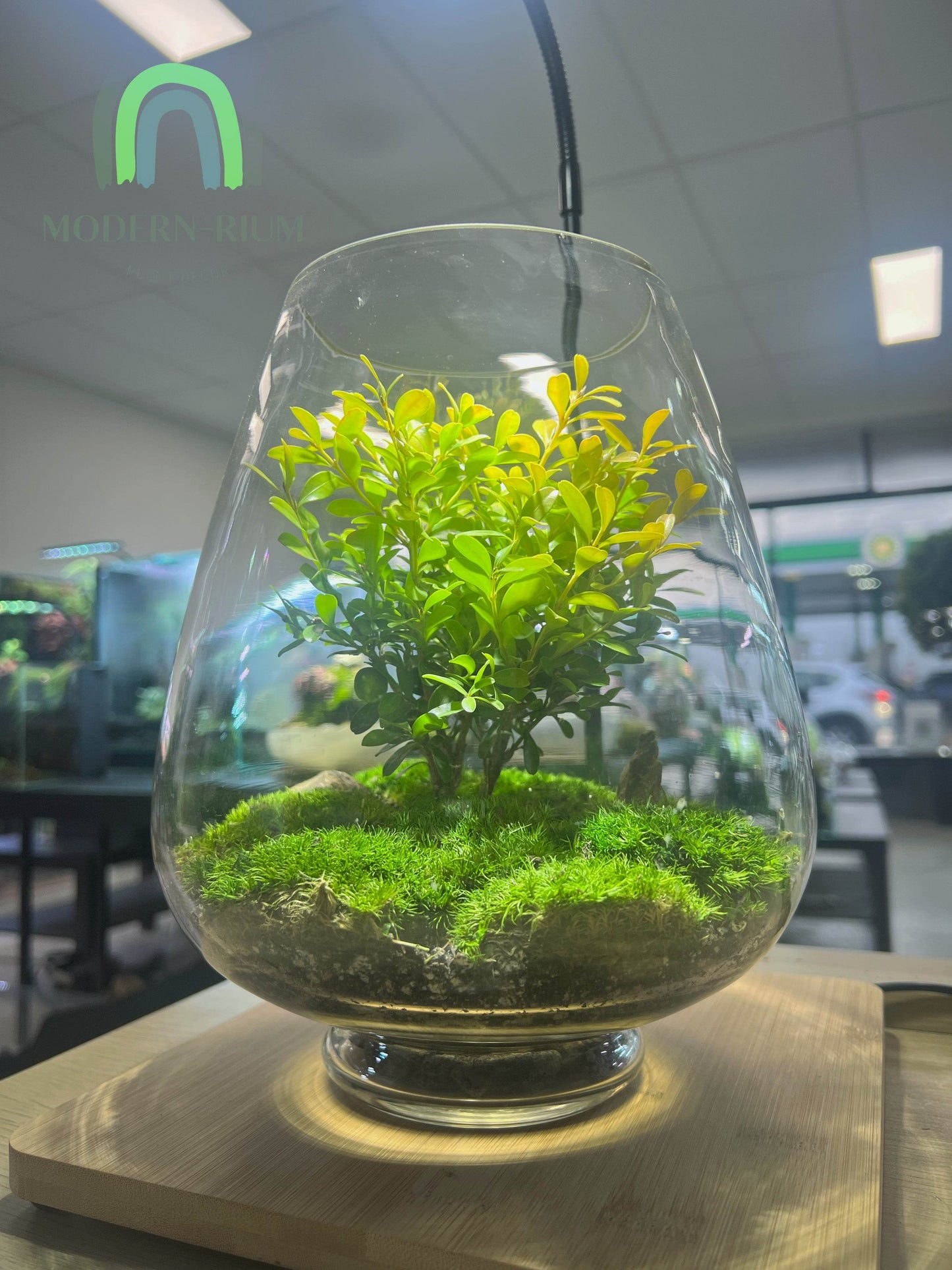 Hillspire - EcoCourier Series - Ready Made Terrarium