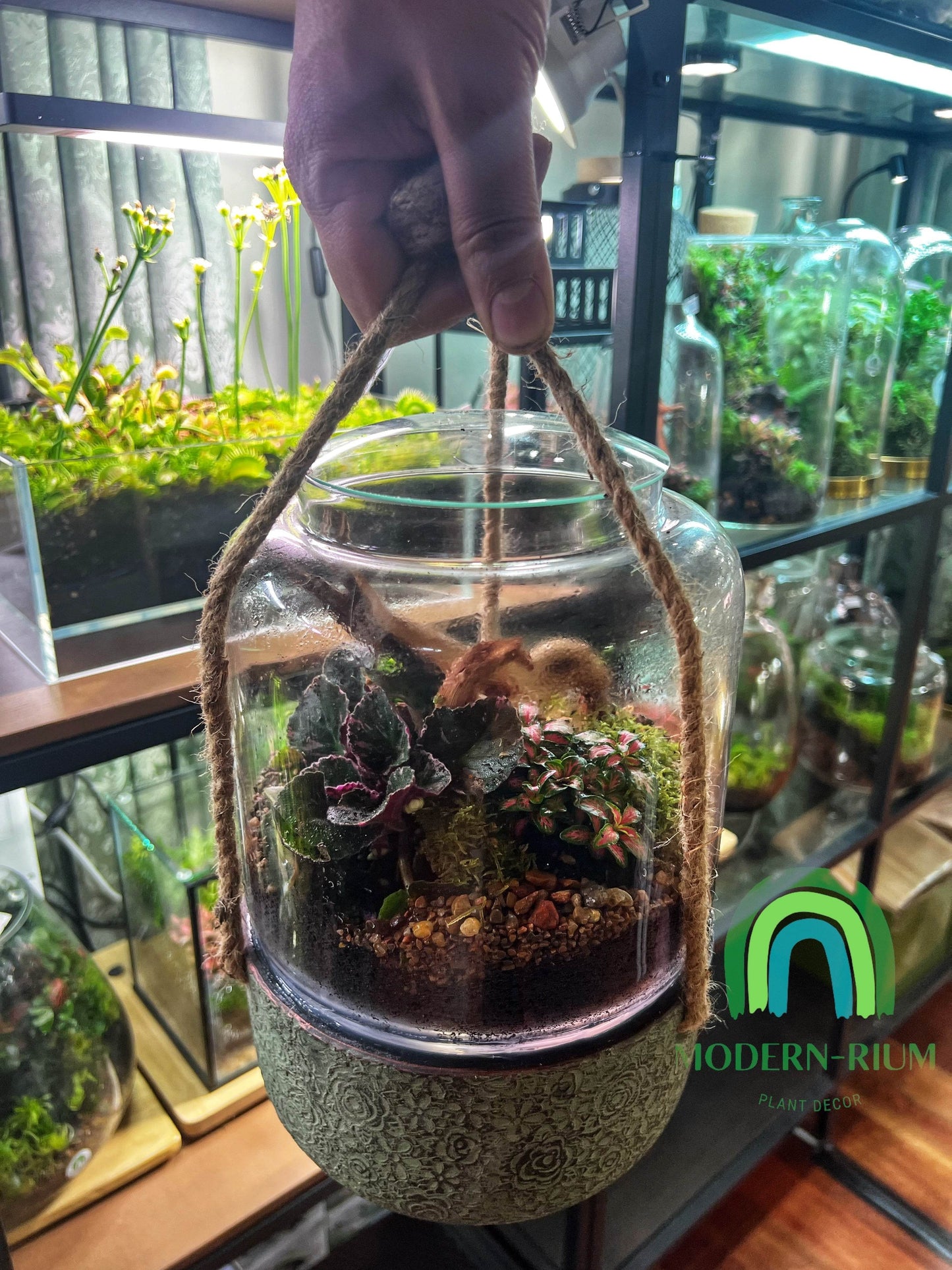 The hanging terrarium