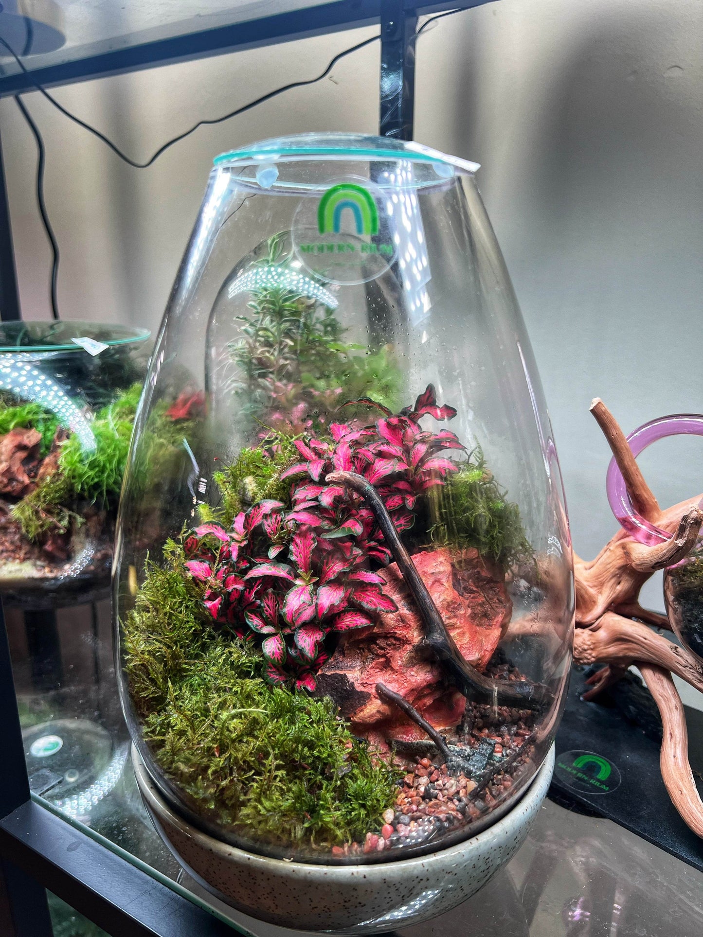 DIY Terrarium Kit 28x19cm Large Teardrop Terrarium Jar with Lid