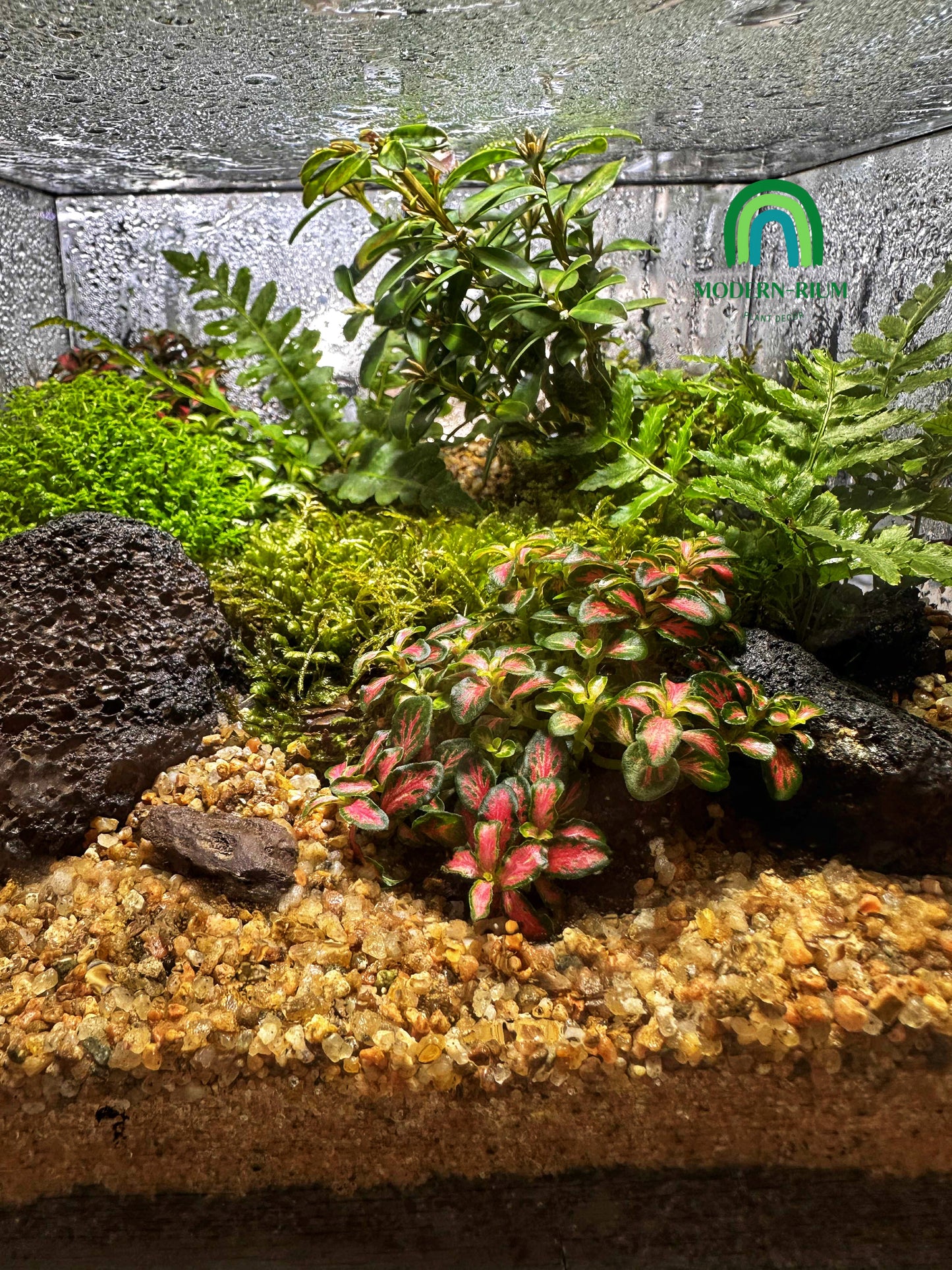 DIY Terrarium Kit 20x20x15cm