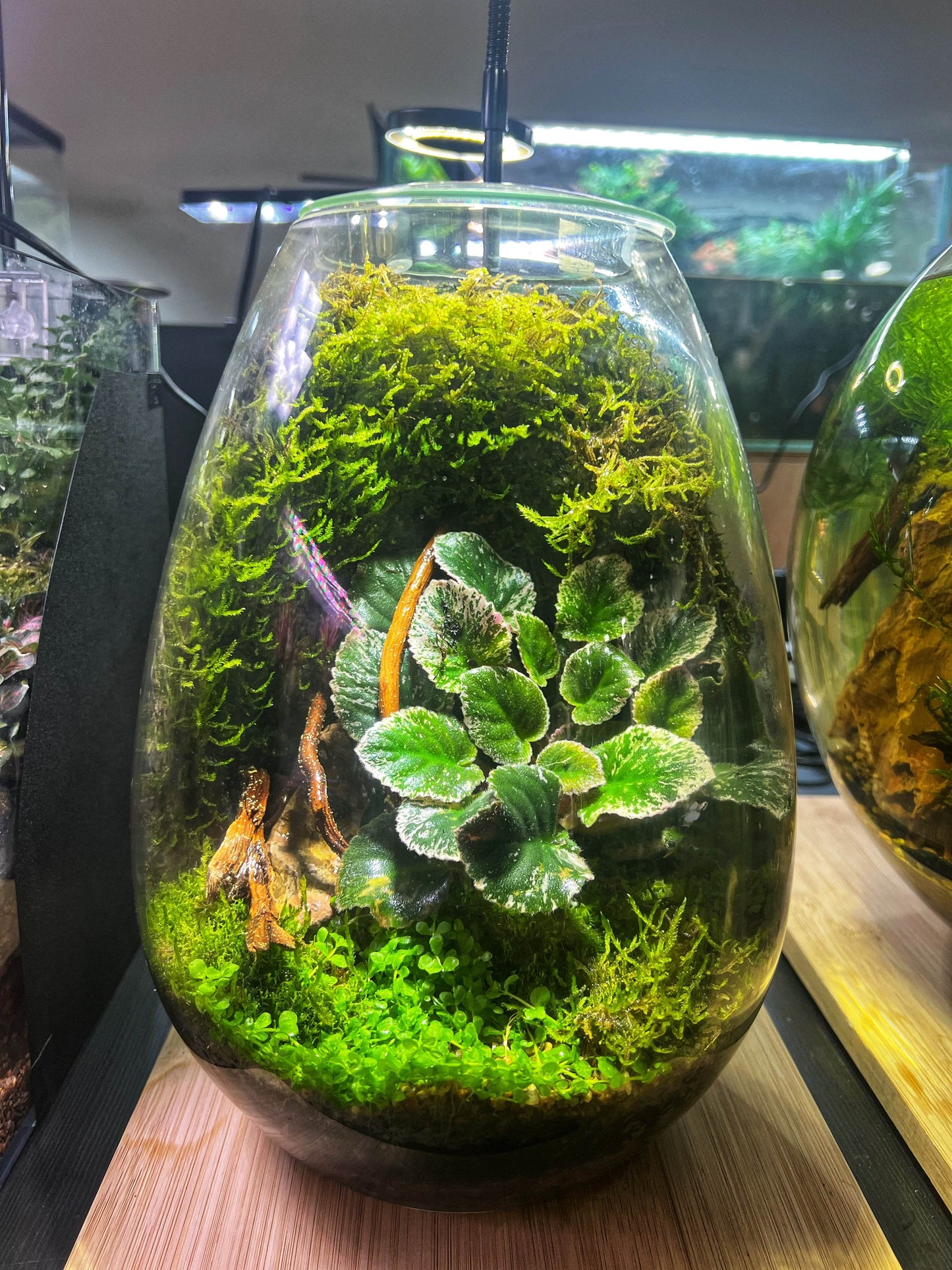 DIY Terrarium Kit 28x19cm Large Teardrop Terrarium Jar with Lid