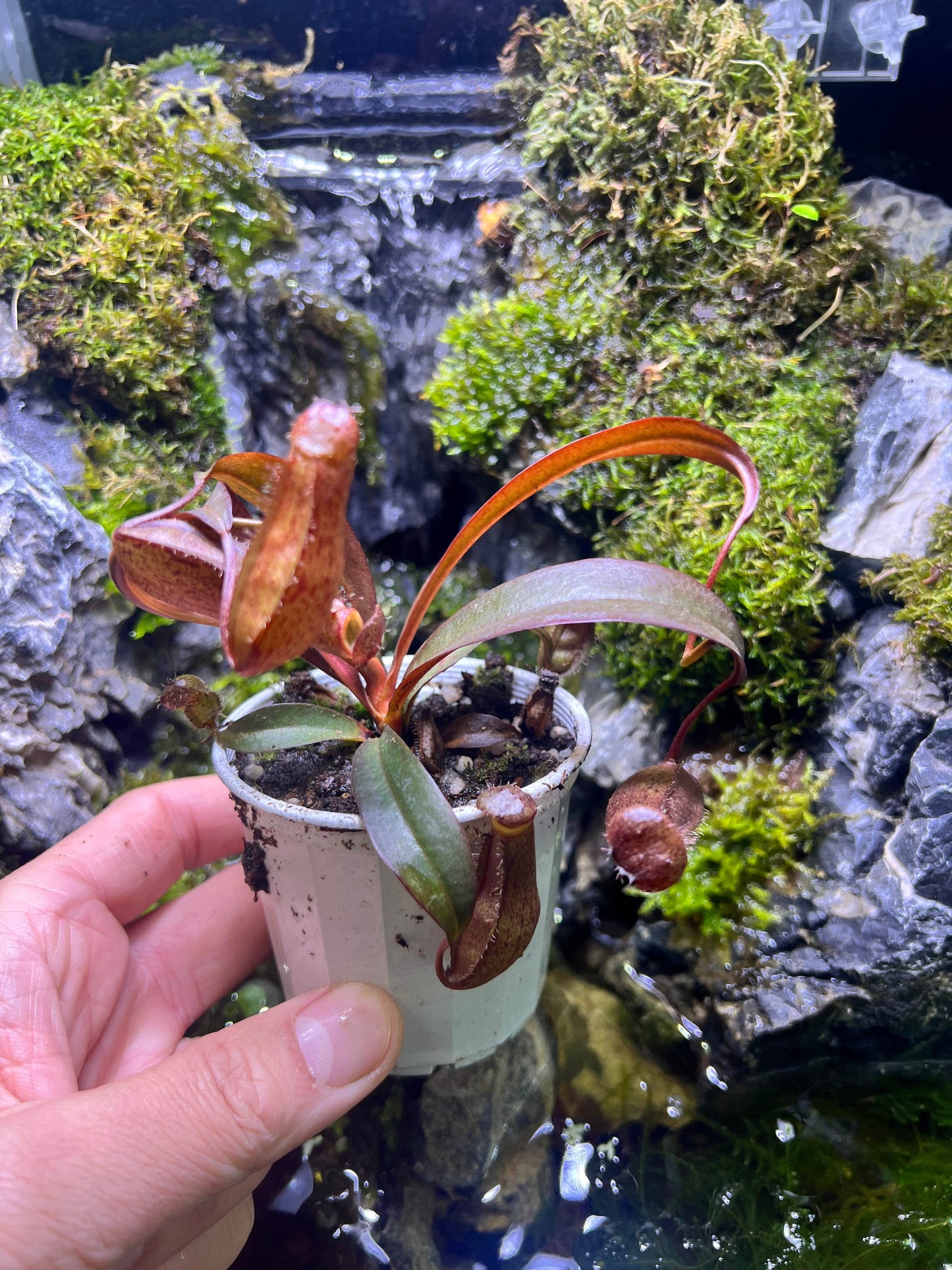 Nepenthes sp