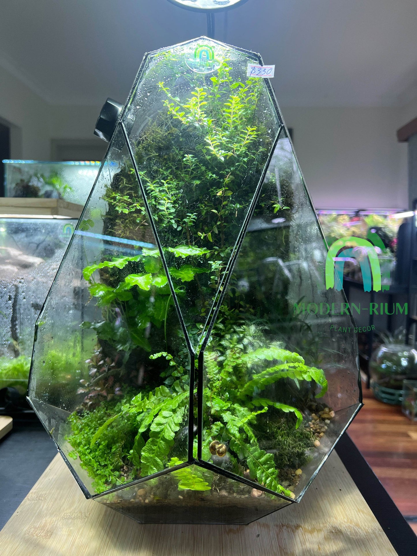 DIY Terrarium Kit 44x34cm Geometric Terrarium “Dinosaurs Egg”
