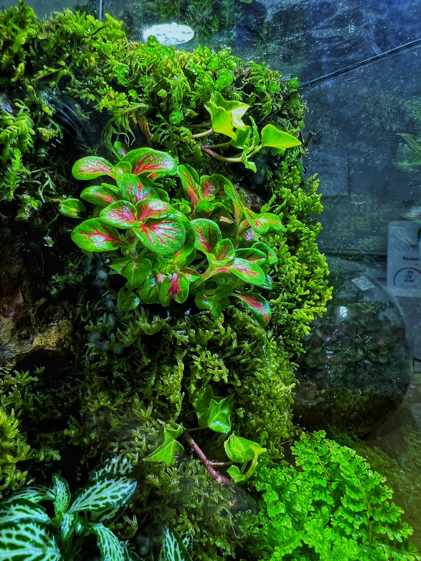 Mossfall Prism - EcoCourier Series - ready made terrarium Australia wide