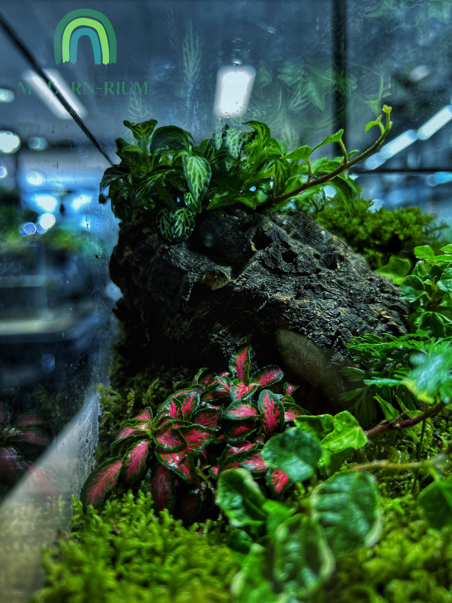 Forest Ridge Cube - EcoCourier Series - ready made terrarium Australia wide