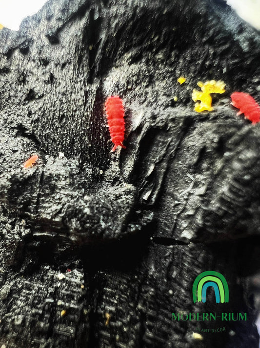 Red springtail Neanuridea sp.