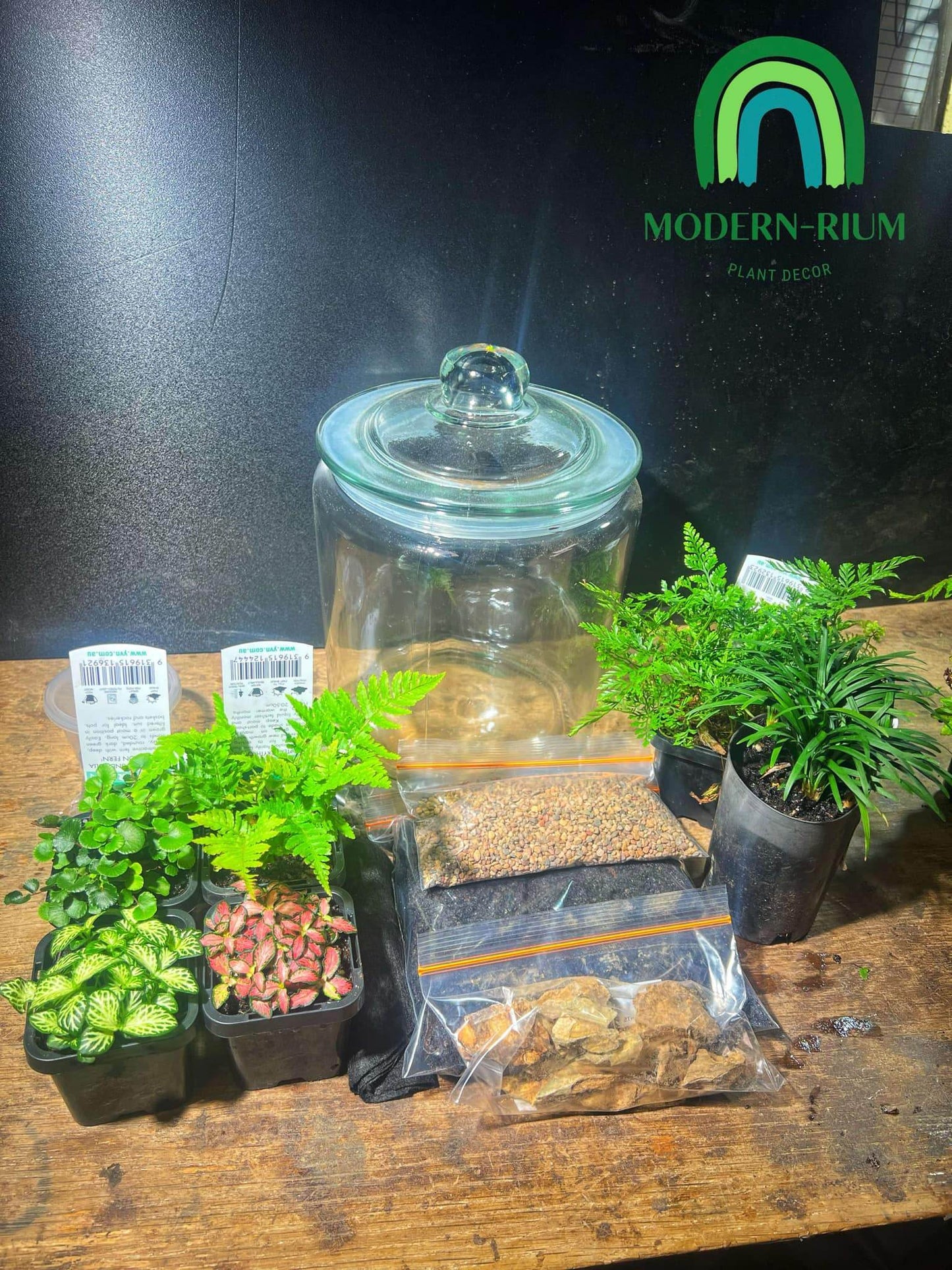 DIY Terrarium Kit Loli Jar Size 19x25