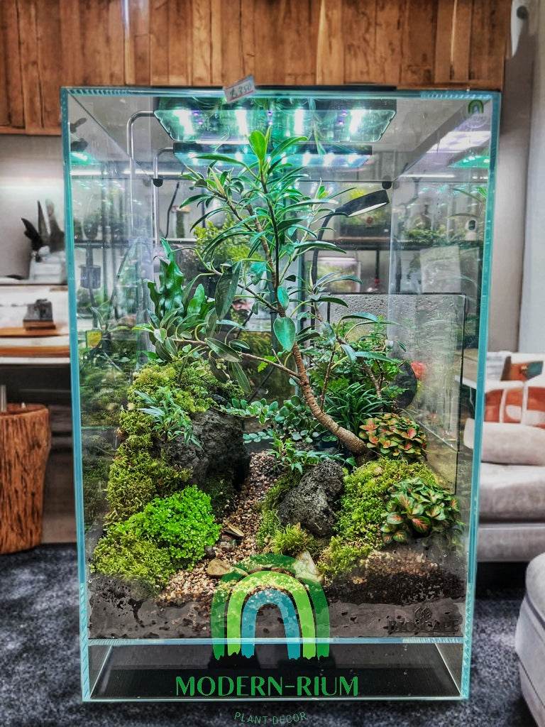 Verdant Heights – Forest Path Terrarium in Bioscape Cube