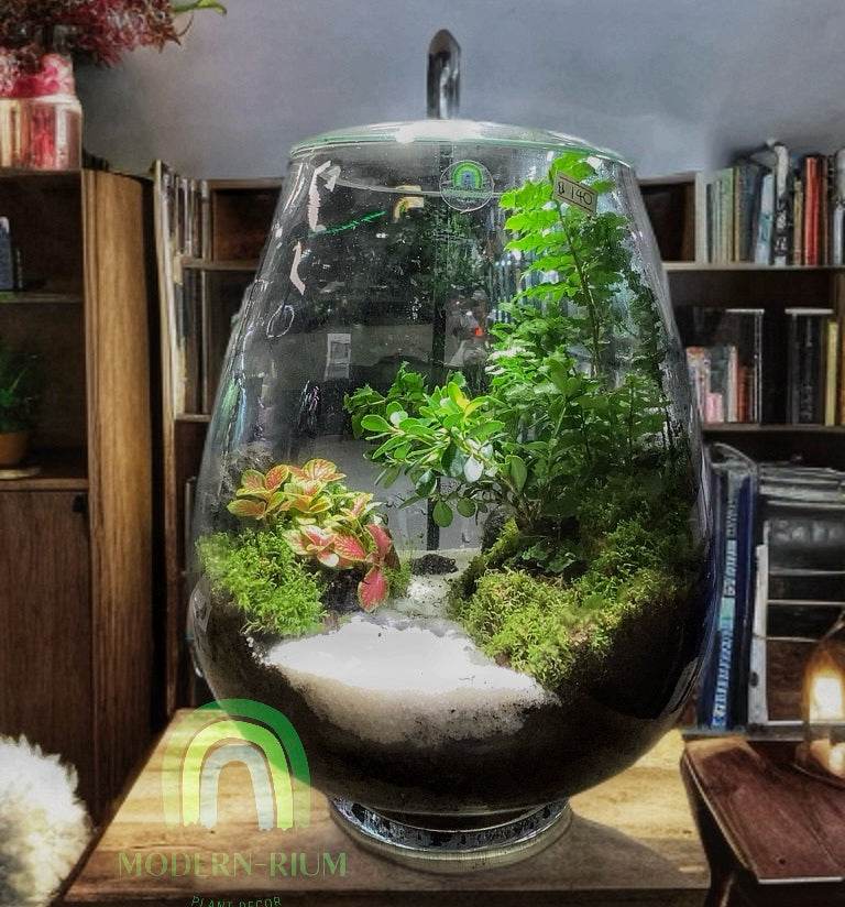Tranquil Highlands – Mossy Cliff Terrarium in Cylindrical Glass