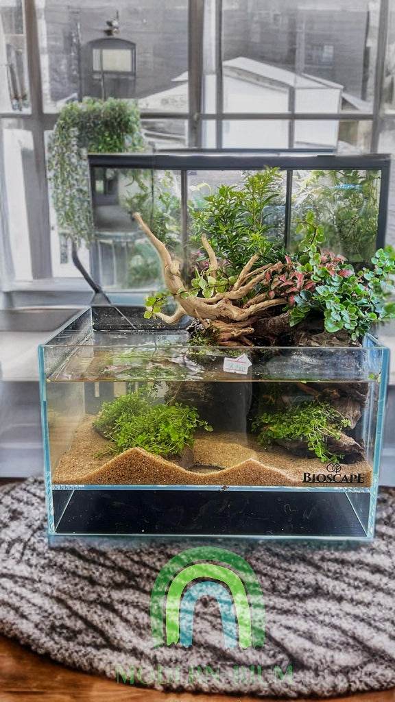 Riverstone Retreat – Half-Aquatic Forest Terrarium in Glass Tank