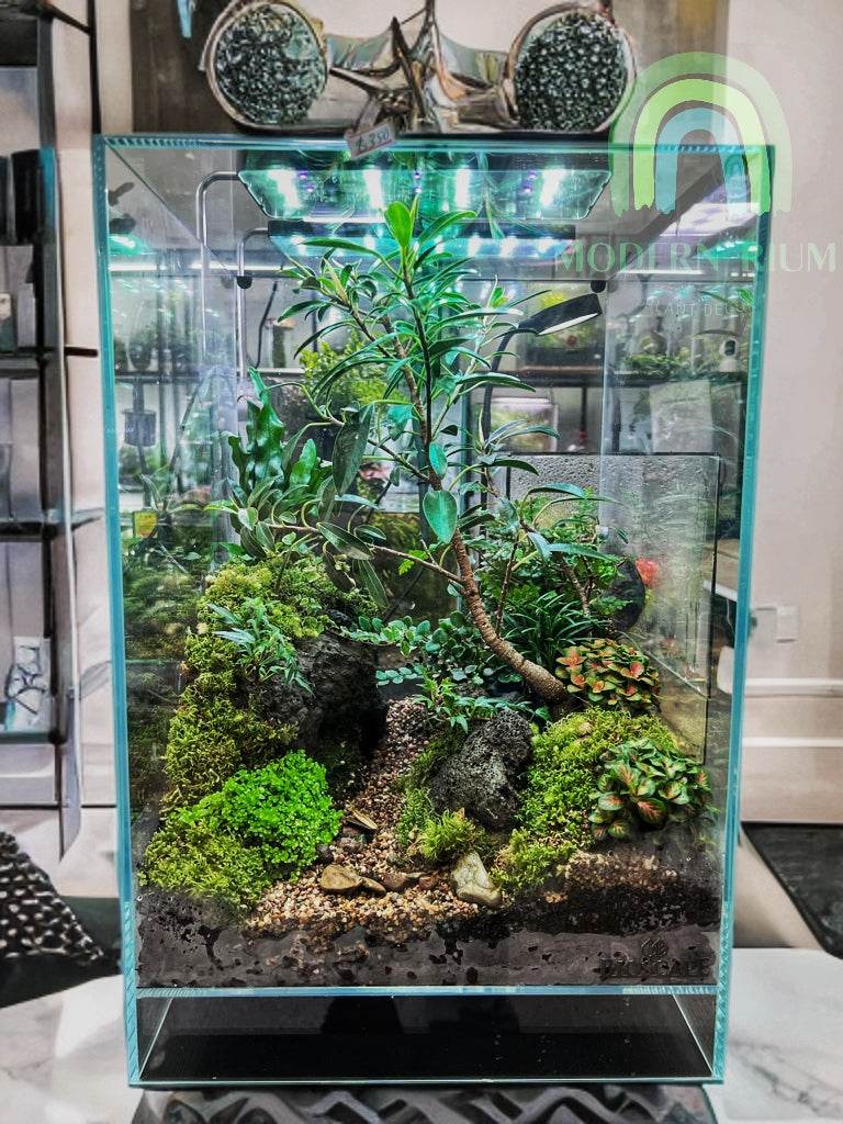Verdant Heights – Forest Path Terrarium in Bioscape Cube