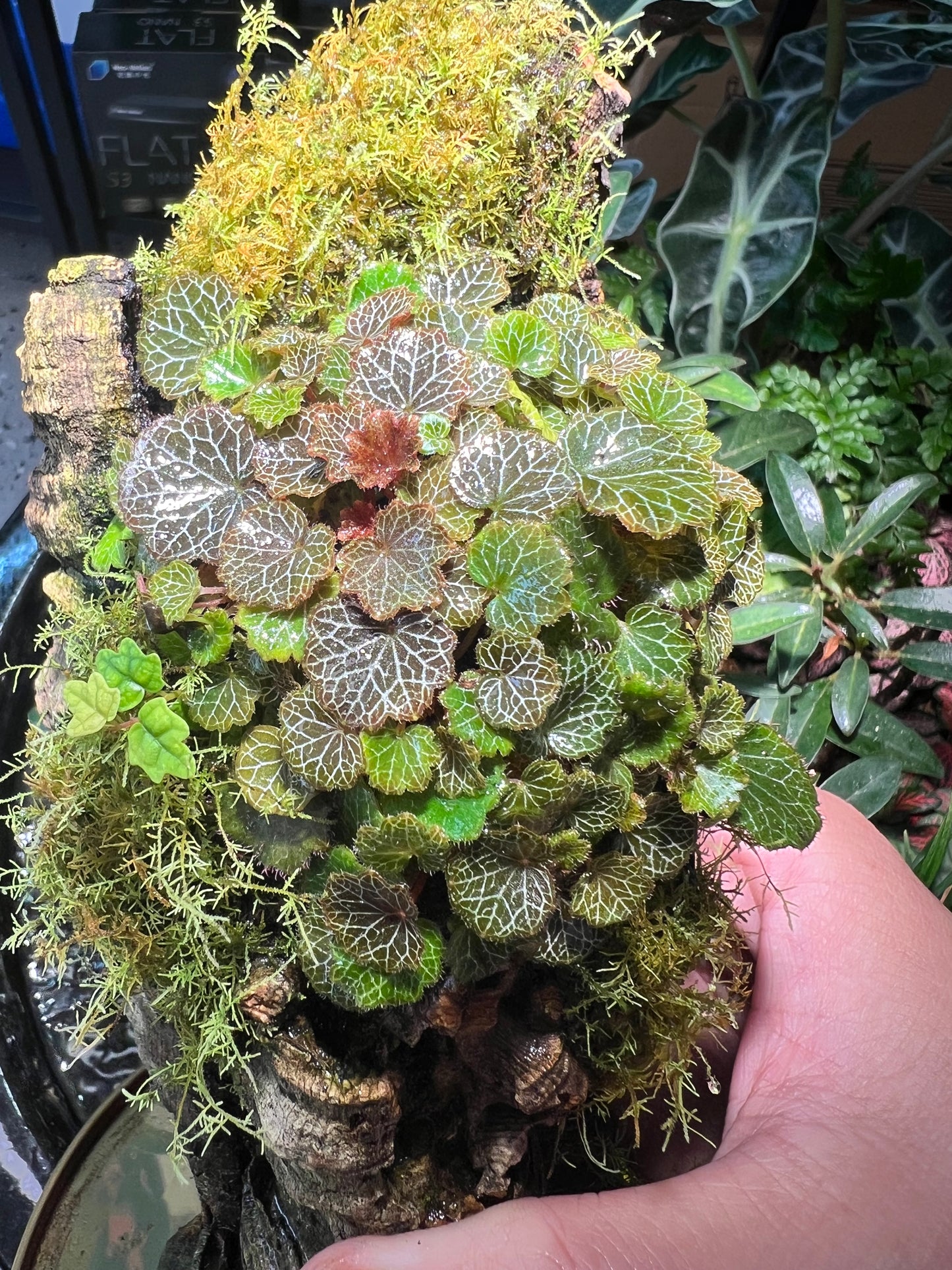 Micro Strawberry Begonia Saxifraga stolonifera “Yakushima”