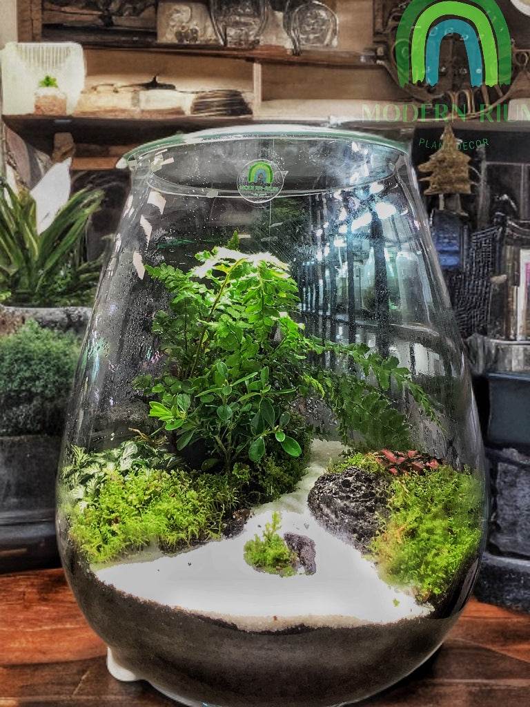 Whispering Grove – Elegant Terrarium with White Sand Path and Lush Green Canopy