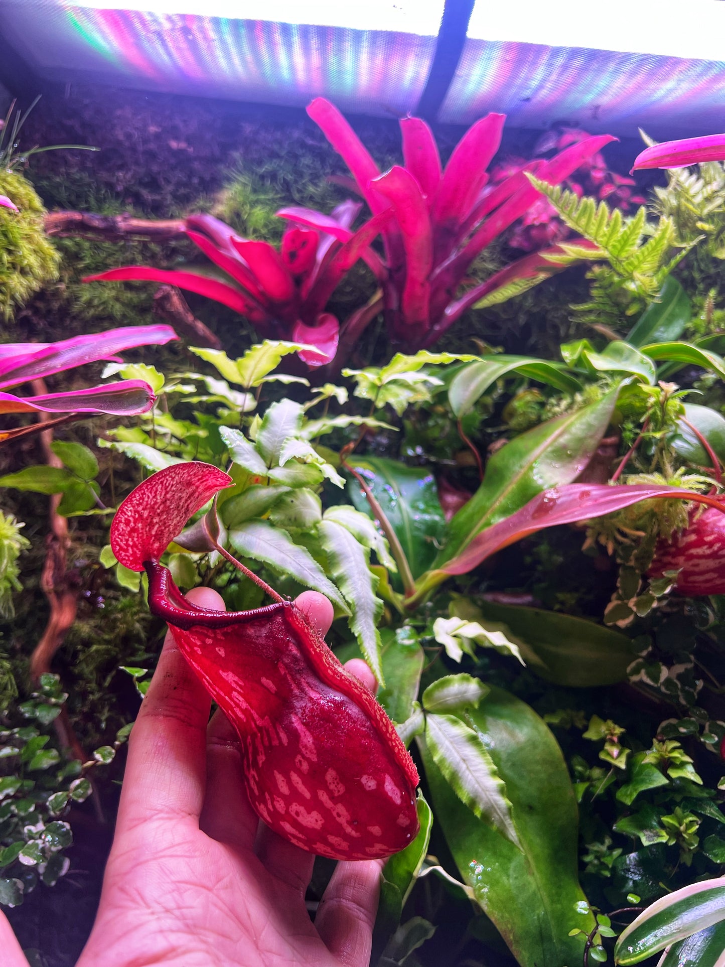 Nepenthes sp