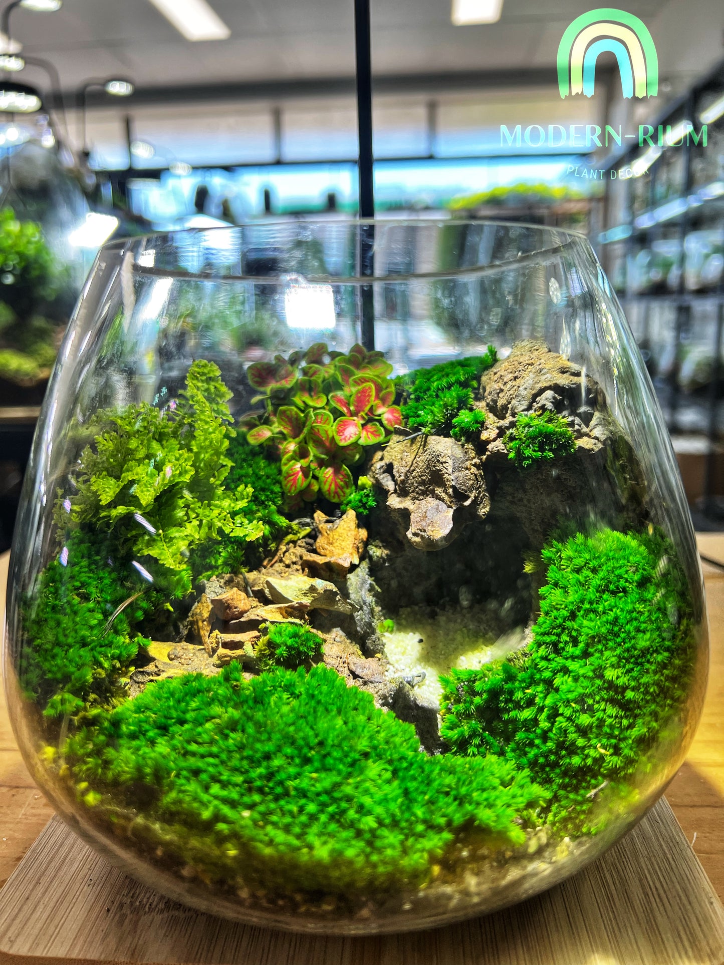 Quiet Sinkhole - EcoCourier Series - ready made terrarium Australia wide