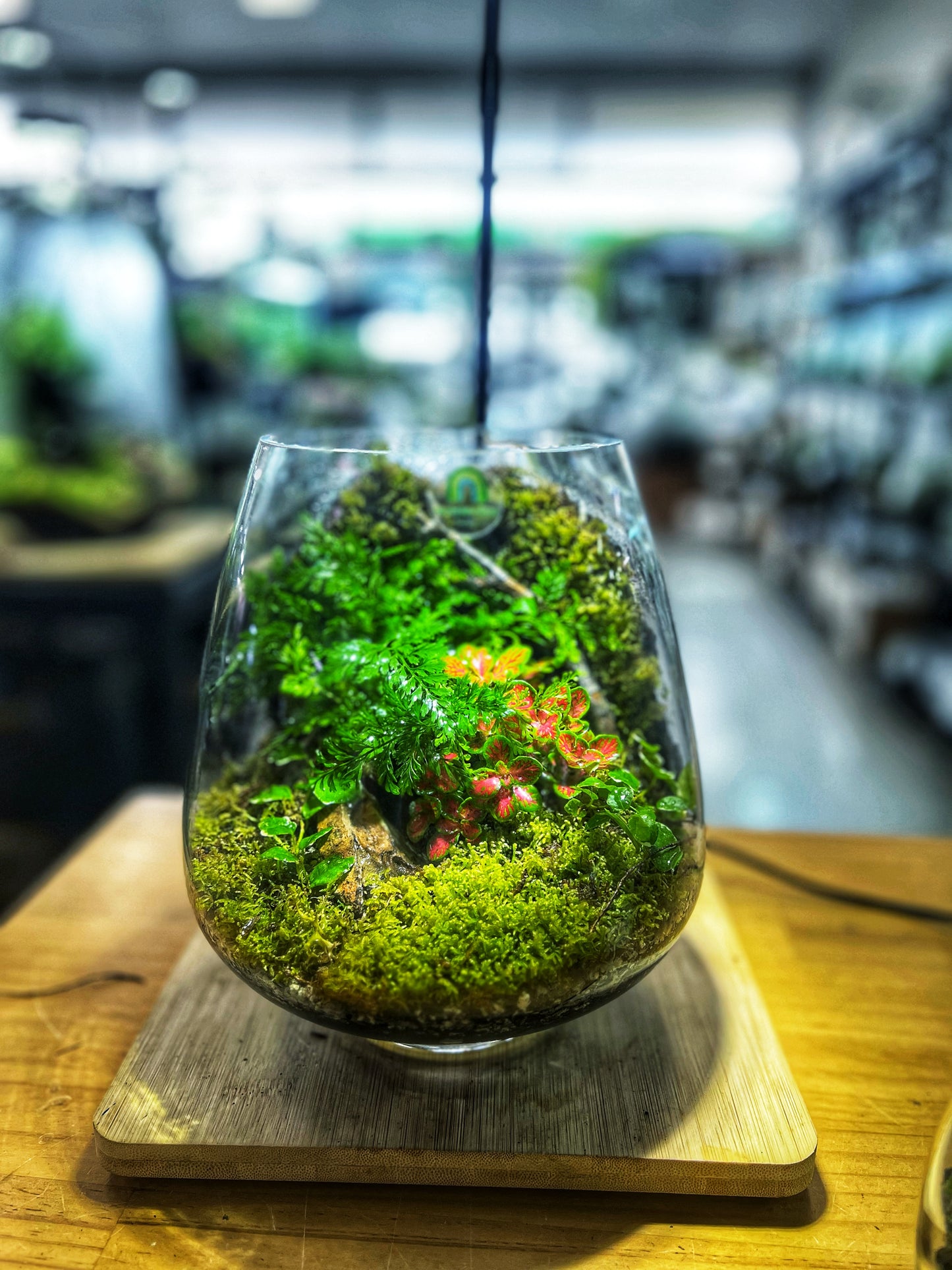 DIY Terrarium Kit - 2 sizes mushroom bowl