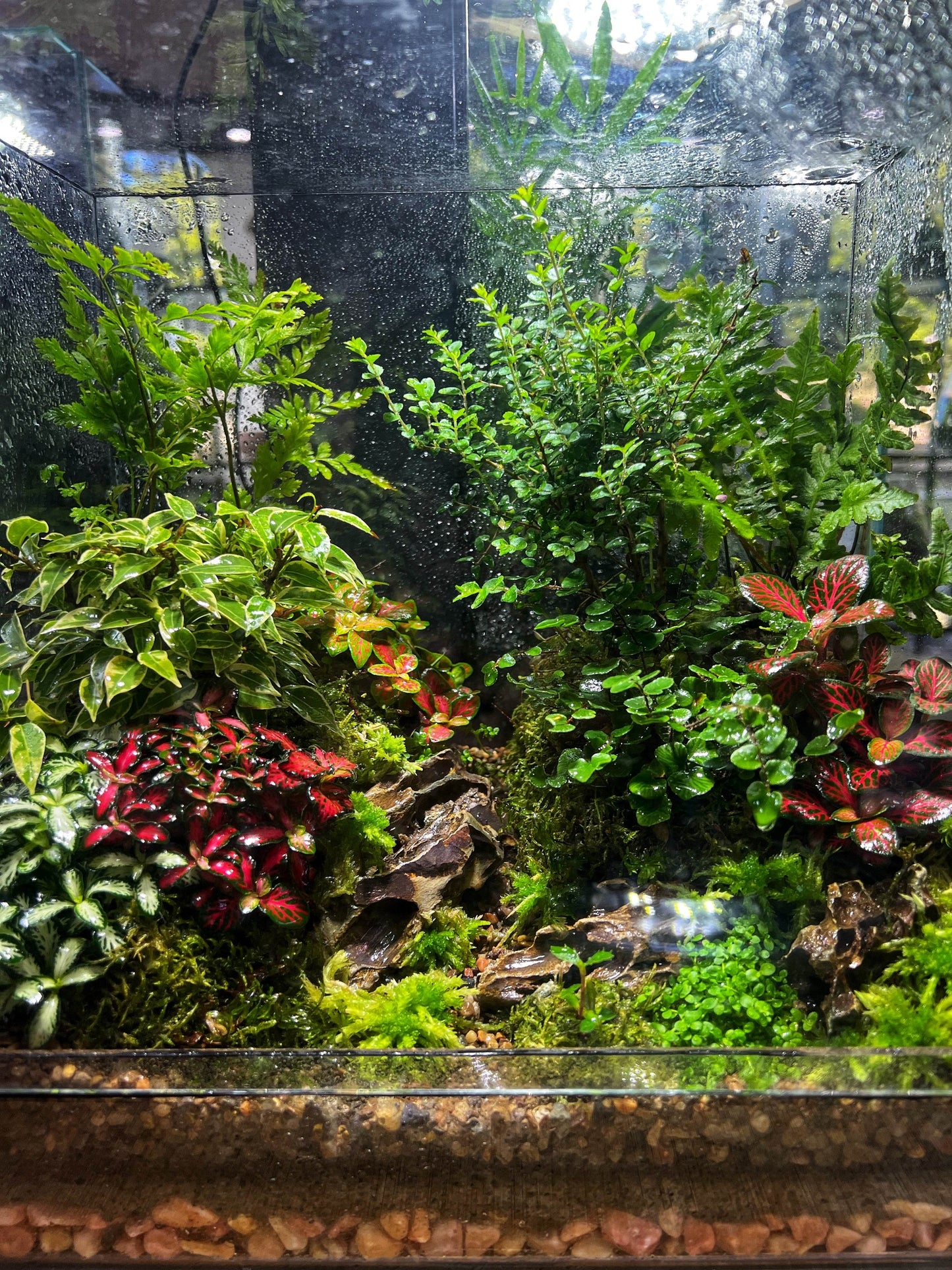 Nature in a box - Forest style