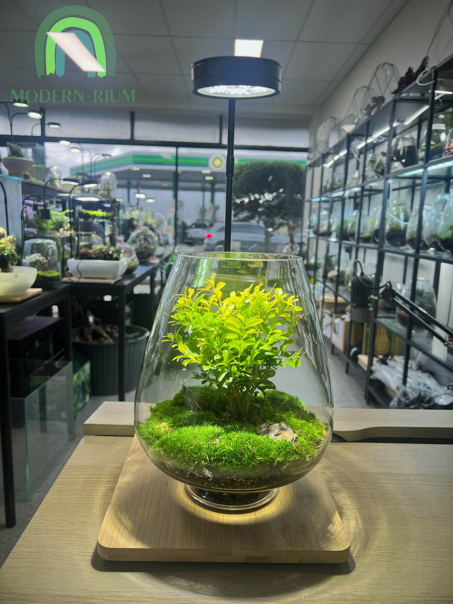 Hillspire - EcoCourier Series - Ready Made Terrarium