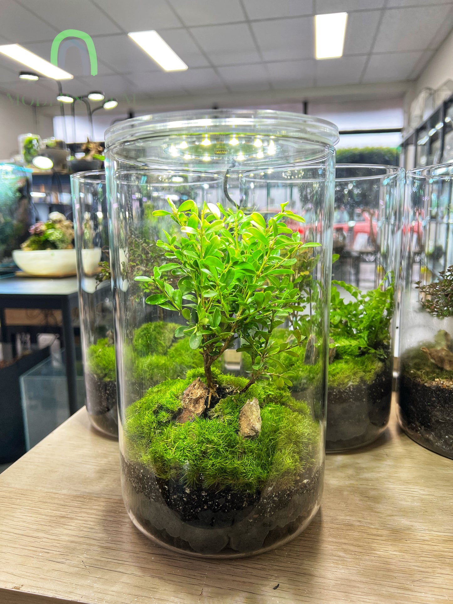 Sole Tree Bonsai with grow light - EcoCourier series - Ready made terrarium