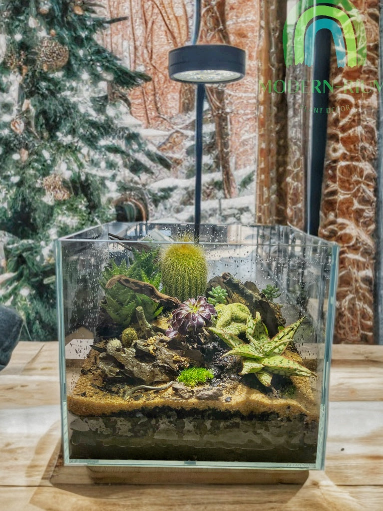 Mesa Mirage – Succulent Canyon Terrarium in Glass Cube