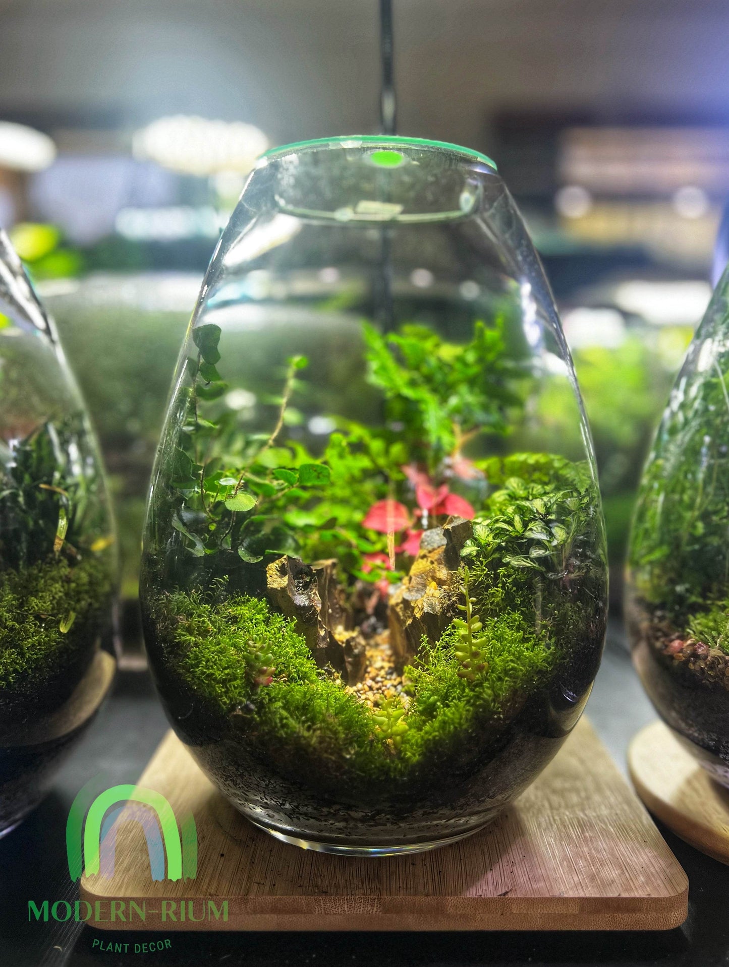 DIY Terrarium Kit 28x19cm Large Teardrop Terrarium Jar with Lid