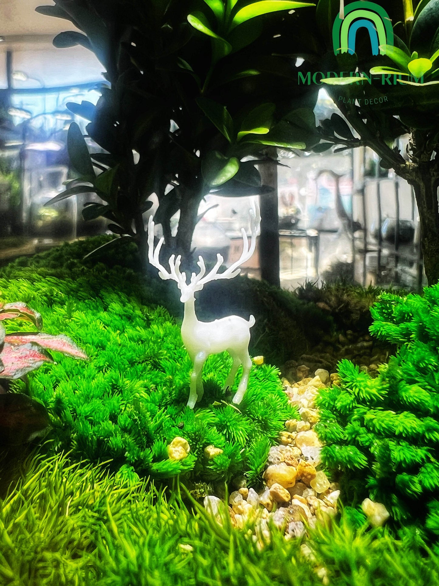 “Expecto Patronum” - EcoCourier Series - ready made terrarium Australia wide