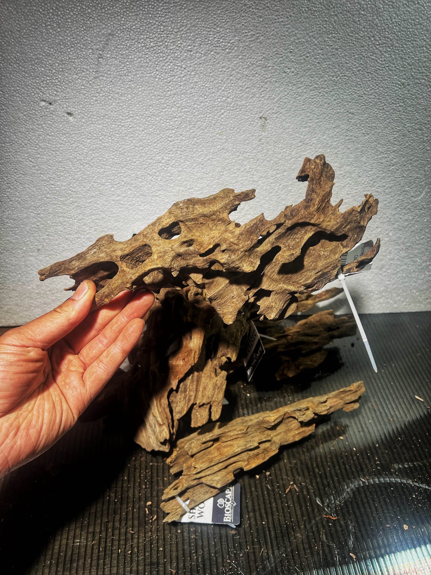 Dragon wood size Small