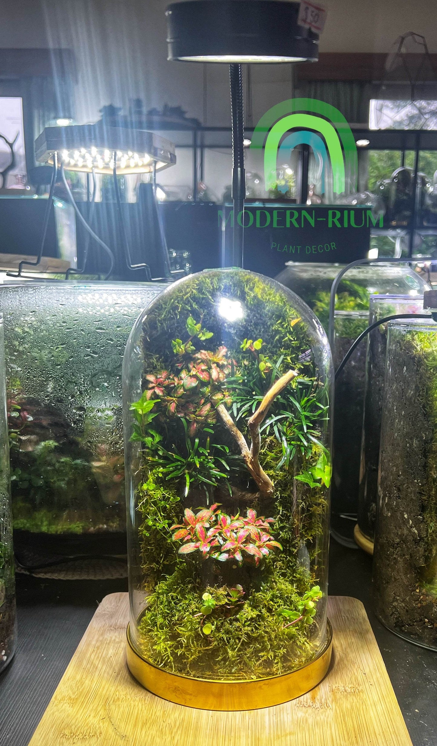 Mosswall in gold base dome